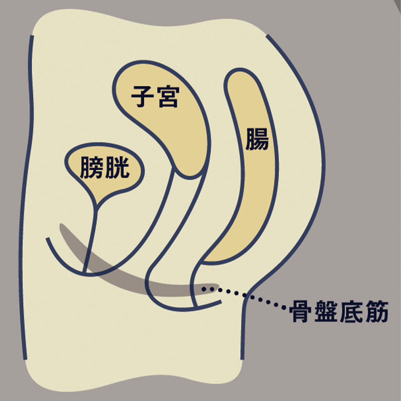 骨盤底筋のイラスト