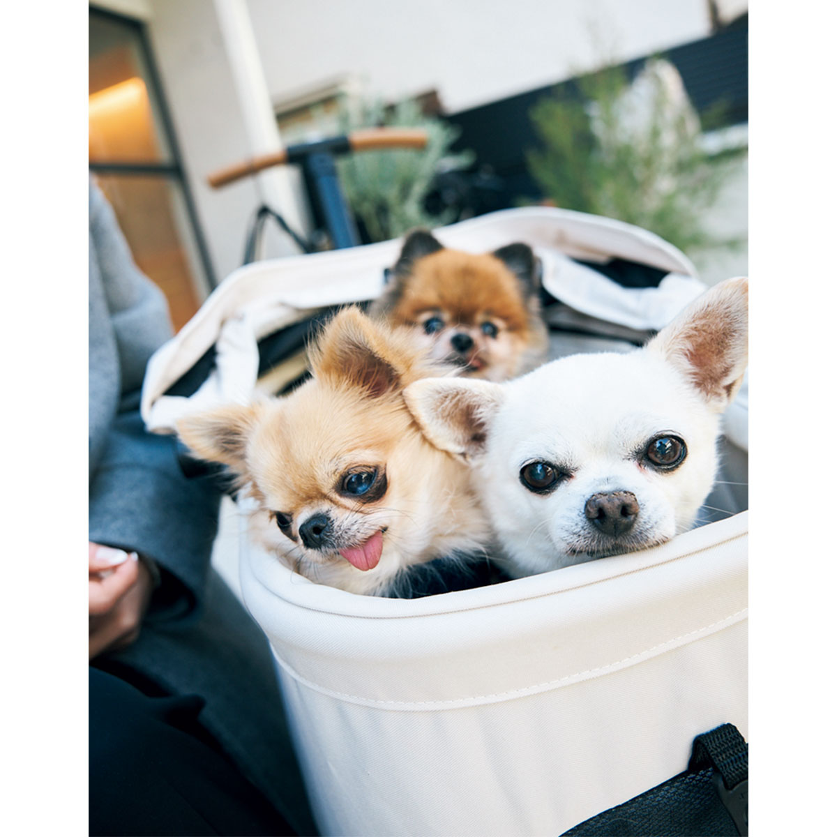 スタイリスト佐藤佳菜子さんの愛犬たち