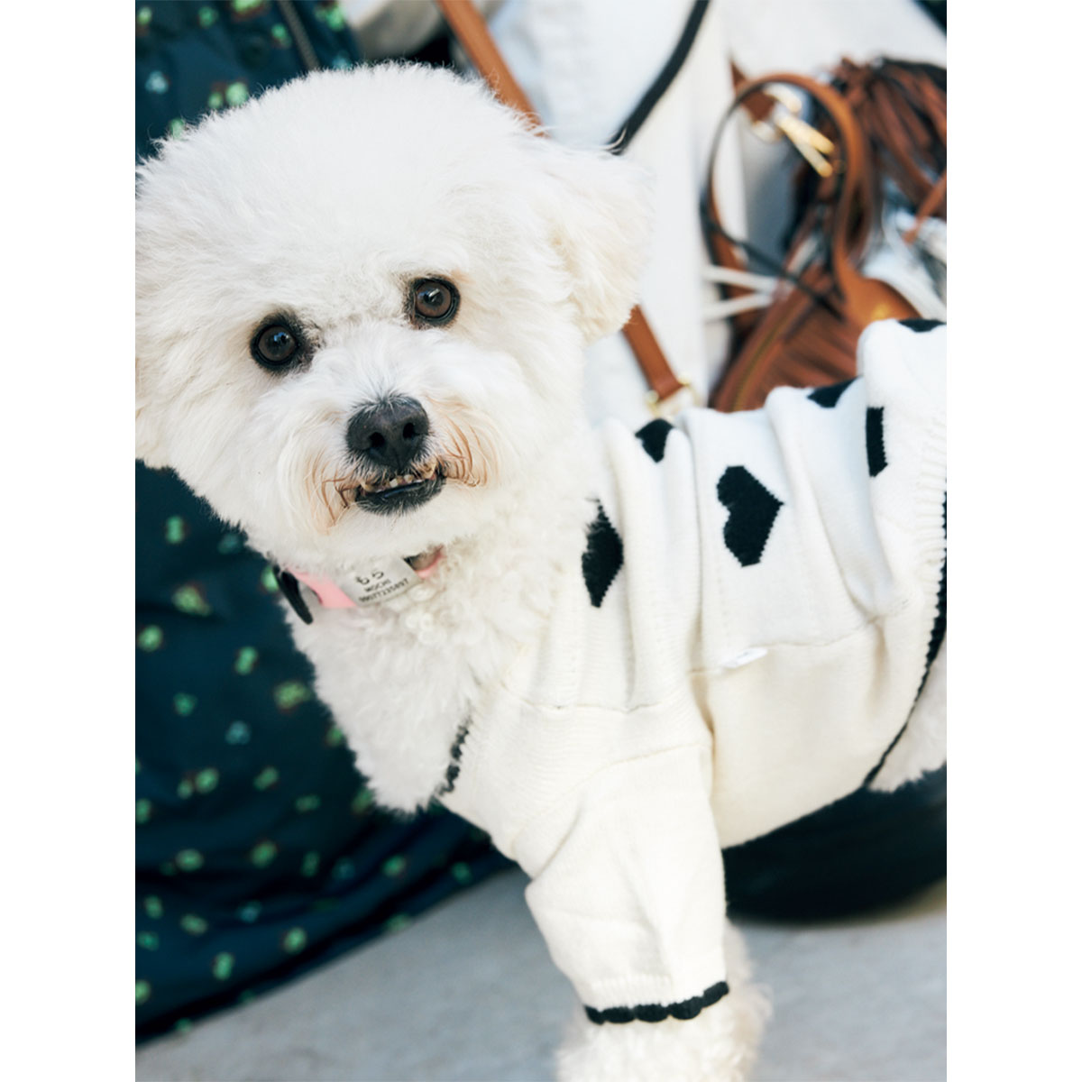 ライター遠藤彩乃さんの愛犬もち