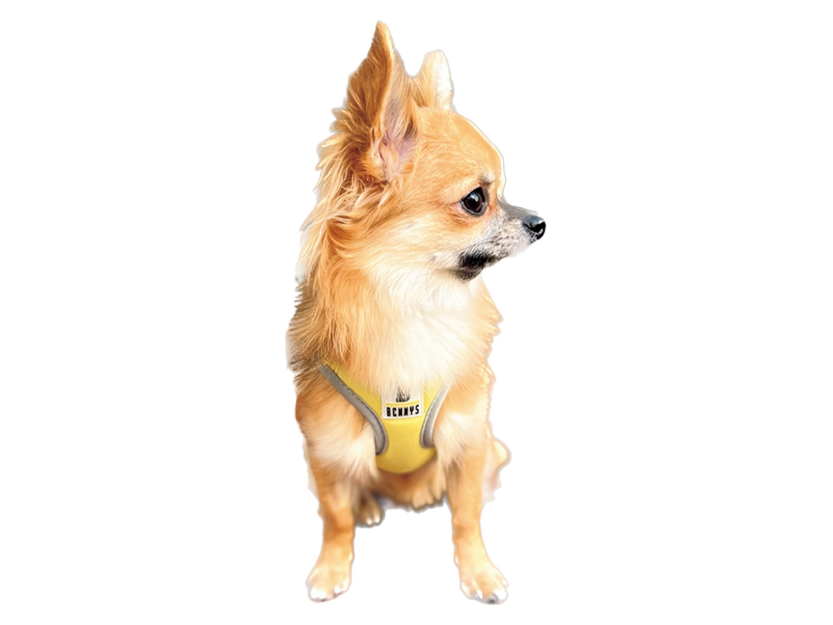 チワワのマルニ