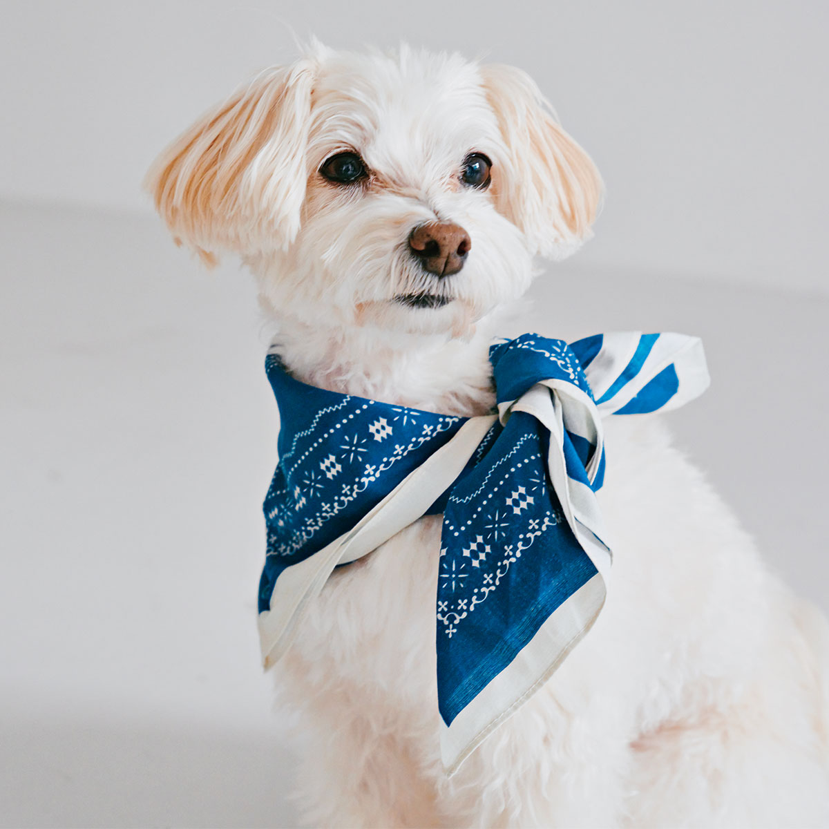 トゥティエのバンダナ