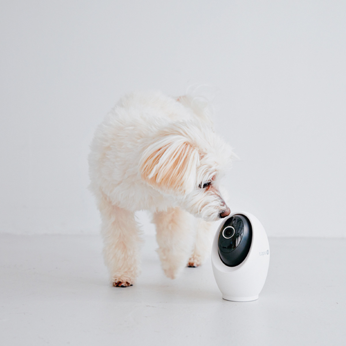 パンチトルカメラ