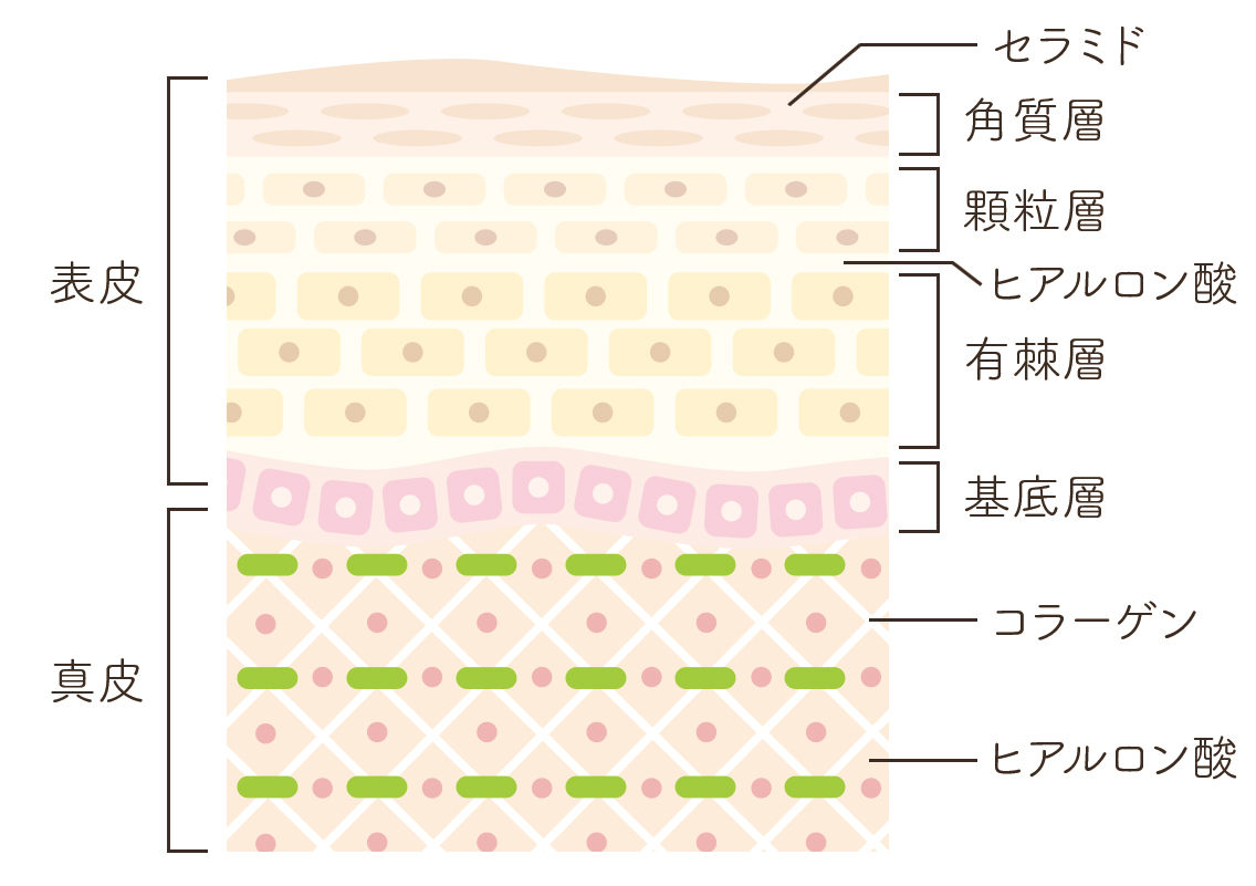 ヒアルロン酸とセラミド